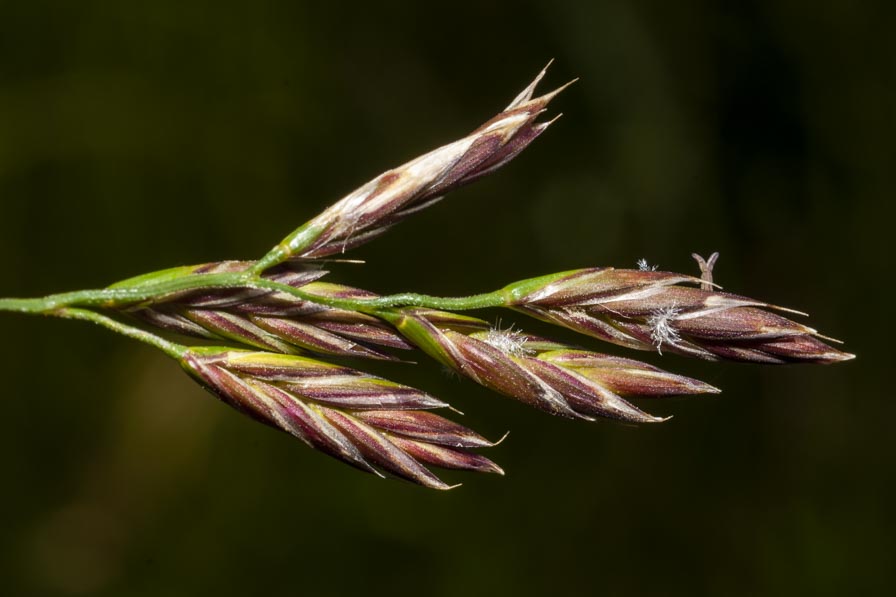 Poaceae